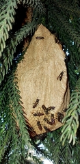 Polybia occidentalis
