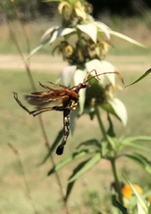 Strangalia virilis