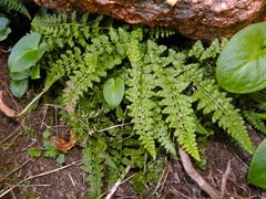 Asplenium foreziense
