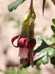 Ribes roezlii roezlii