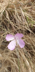Clarkia bottae