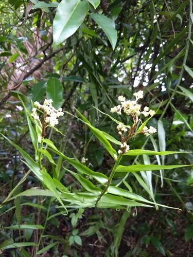 Flagellaria indica iNat (3)