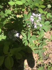 Hydrophyllum virginianum