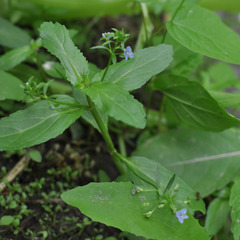 Veronica beccabunga