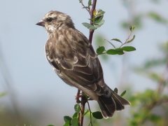 Crithagra reichenowi