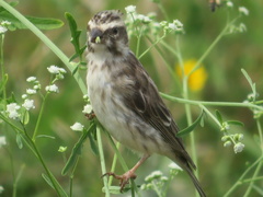 Crithagra reichenowi