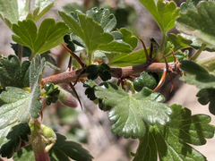 Ribes roezlii roezlii