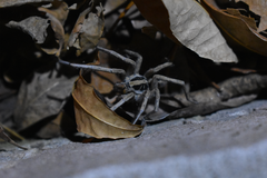 Schizocosa malitiosa