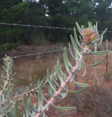 Leucospermum parile