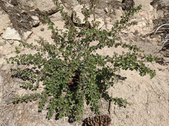 Ribes roezlii roezlii