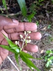 Flagellaria indica