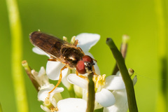 Platycheirus albimanus