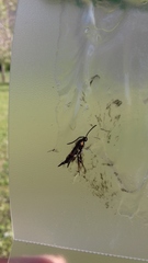 Synanthedon myopaeformis