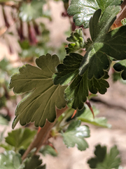 Ribes roezlii roezlii
