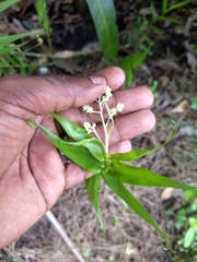 Flagellaria indica