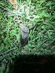 Lethocerus cordofanus