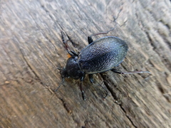 Carabus henningi