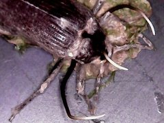 Ophiocordyceps entomorrhiza