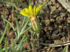 Leysera tenella