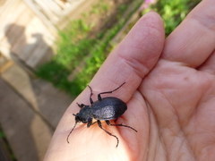 Carabus henningi