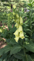 Digitalis grandiflora
