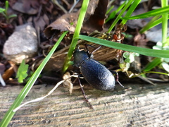 Carabus henningi