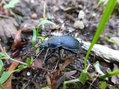 Carabus henningi