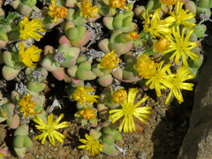 Rhinephyllum graniforme