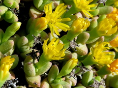 Rhinephyllum graniforme