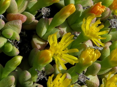 Rhinephyllum graniforme