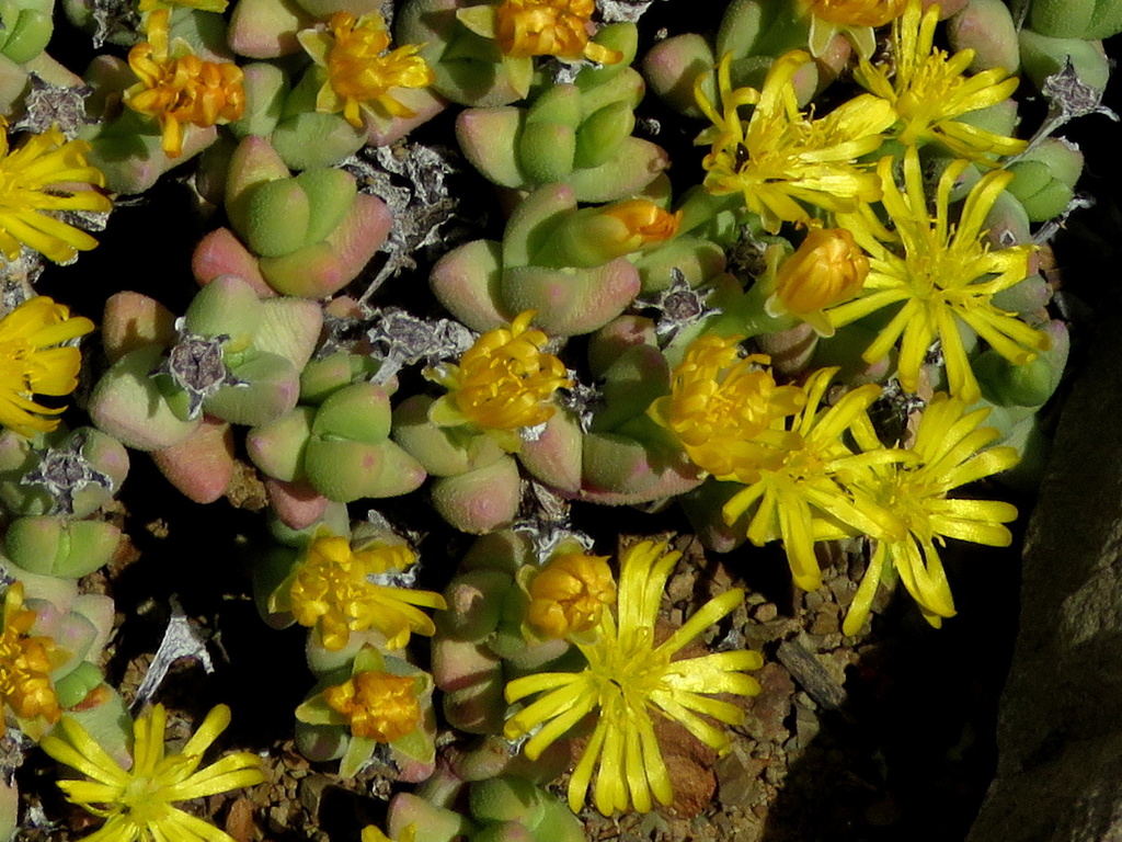 Rhinephyllum graniforme