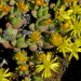 Rhinephyllum graniforme - Photo (c) Gigi Laidler, some rights reserved (CC BY-NC), uploaded by Gigi Laidler