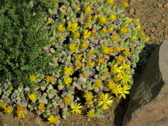 Rhinephyllum graniforme