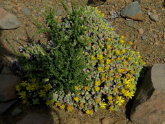 Rhinephyllum graniforme