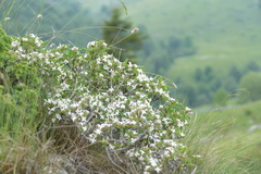 Daphne alpina