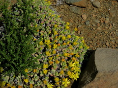 Rhinephyllum graniforme