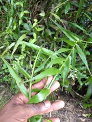 Flagellaria indica