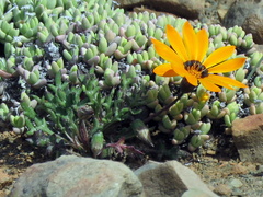 Gazania heterochaeta