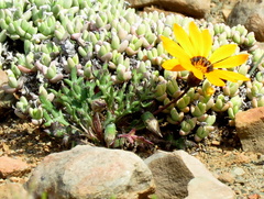 Gazania heterochaeta