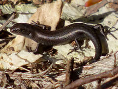 Lampropholis guichenoti