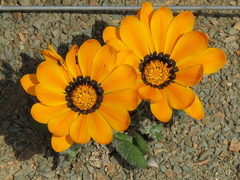 Gazania heterochaeta
