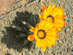 Gazania heterochaeta