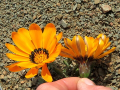 Gazania heterochaeta