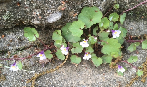 Cymbalaria muralis