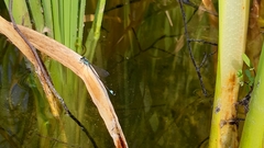 Ischnura elegans