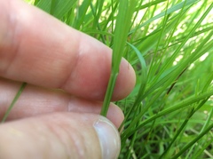 Carex brevior