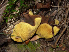 Phylloporus bellus