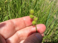 Carex brevior