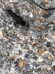 Platydracus cinnamopterus