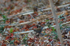 Thryophilus pleurostictus